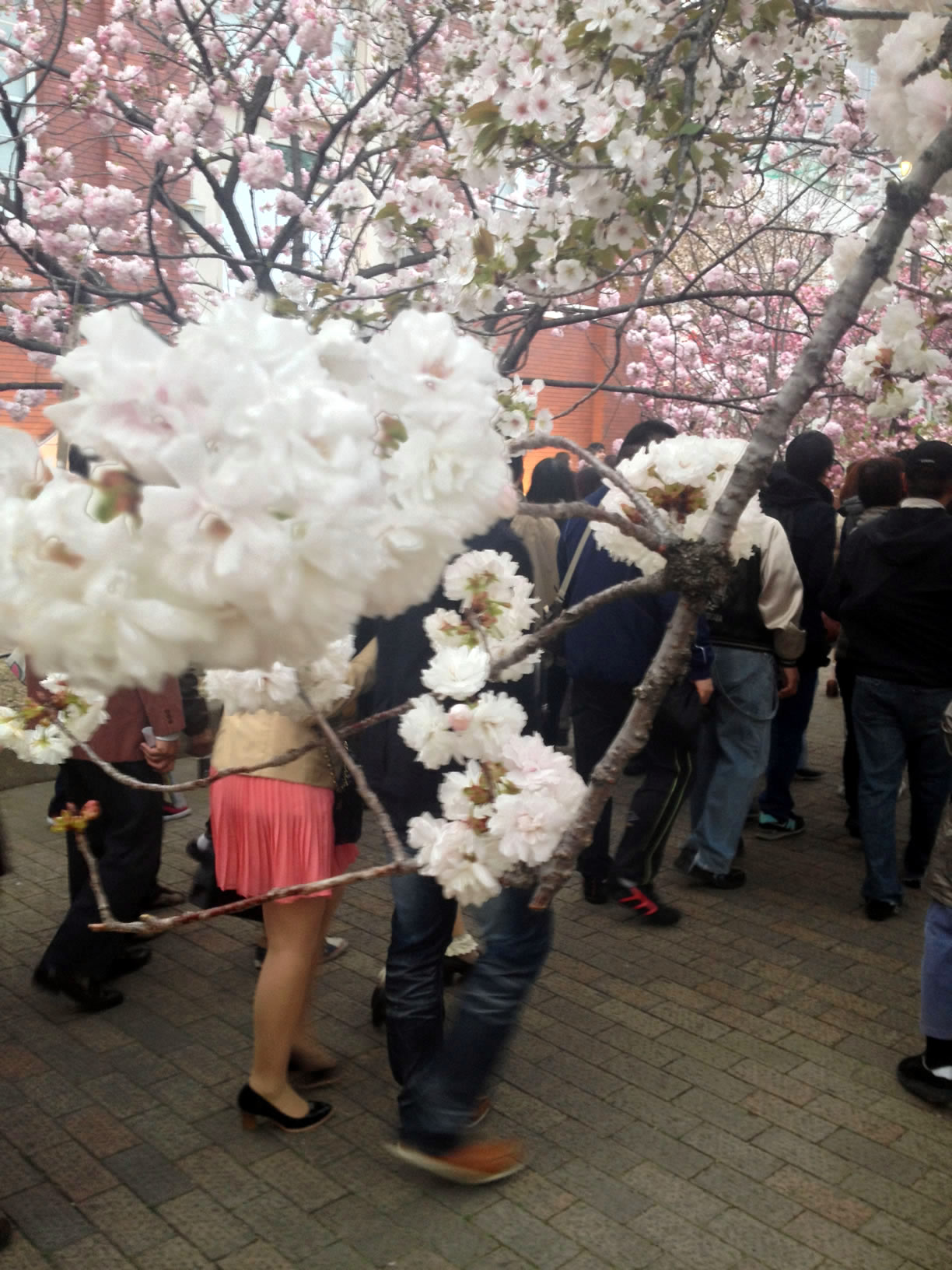 2014年の造幣局桜の通り抜け27 2014年の造幣局桜の通り抜け27